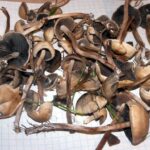 Psilocybe liniformans var. americana