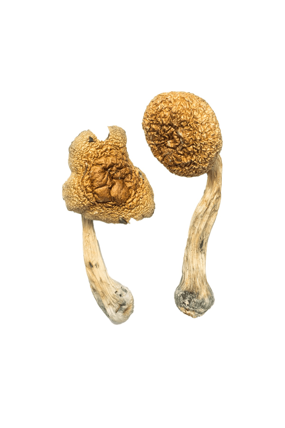 1FDB7BDD-B8A5-4108-B845-9504687AC1B1.png Golden Mammoth Magic Mushrooms - Image 1