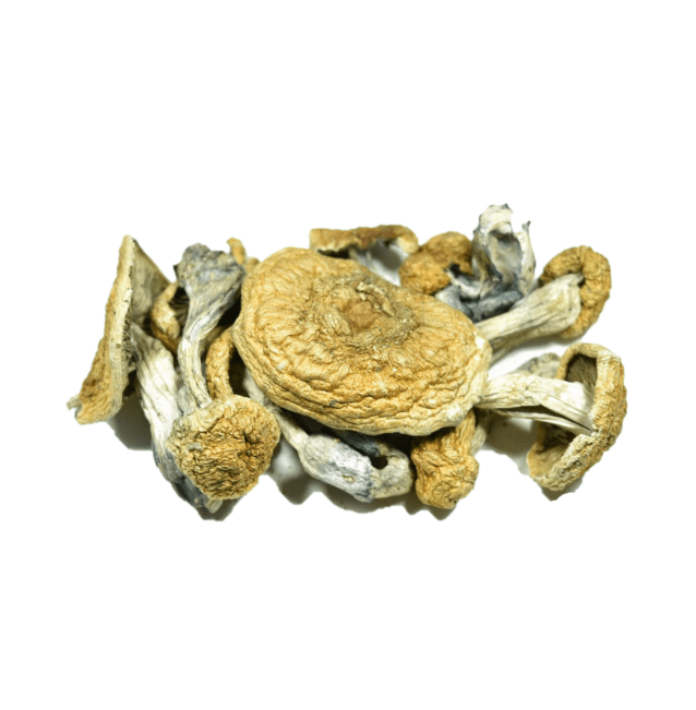 2D67EE8C-82A2-46EF-9725-D7FF2D6E6BA0.png Vietnamese Psilocybe Cubensis - Image 1