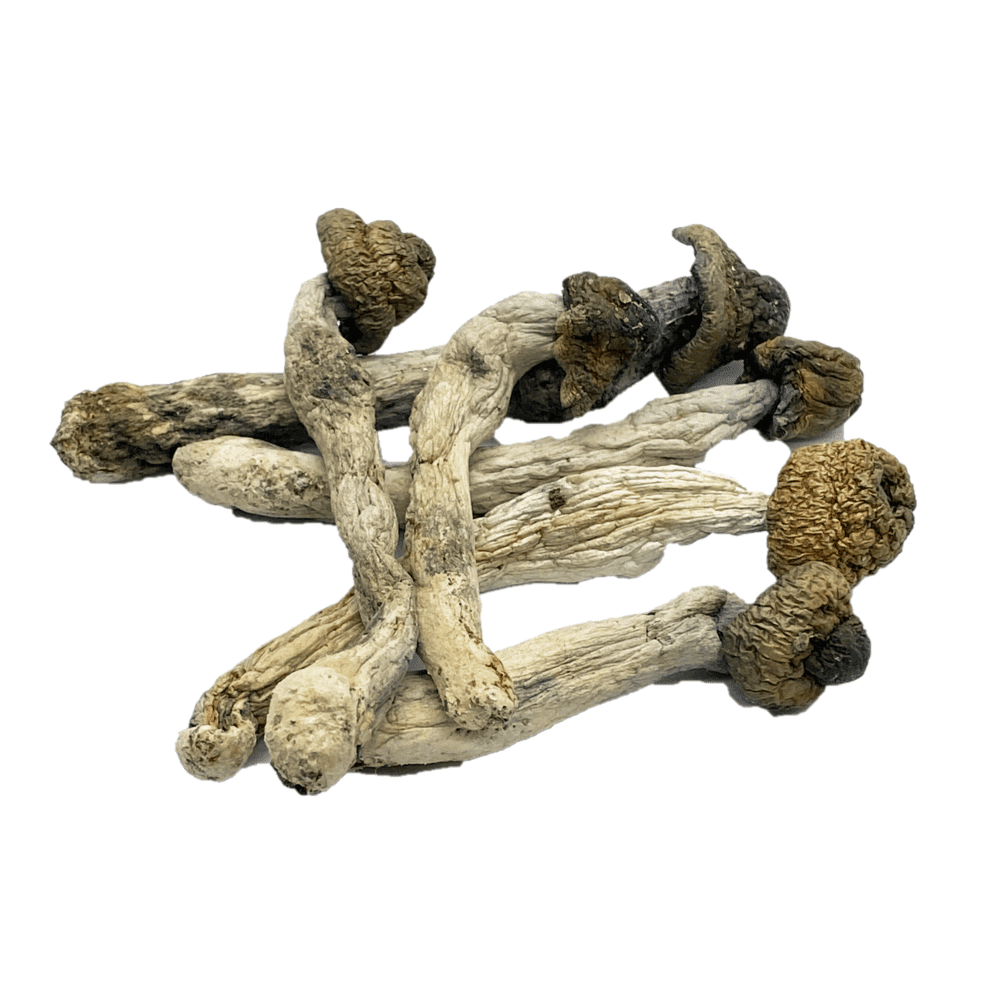 35E76FF6-585E-4198-BB4E-A46F62D9E1D2.png Penis Envy Psilocybe Cubensis - Image 1