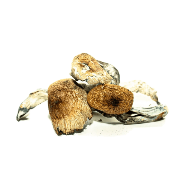 753E1974-4017-4600-820C-A3B6861FC523.png Buy Koh Samui Psilocybe Cubensis Online - Image 1
