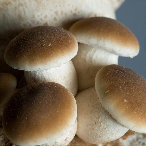 Agrocybe-aegerita-Culture-1.jpg Agrocybe aegerita Culture - Image 1