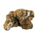 Psilocybe tampanensis (Magic Truffles)
