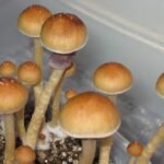 Ecuador Cubensis