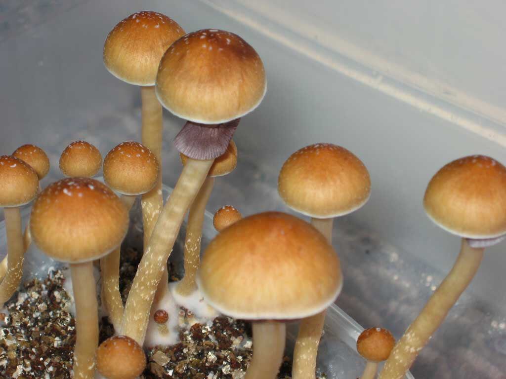 Ecuador-Cubensis.jpg Ecuador Cubensis - Image 1