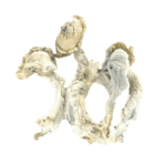 True Albino Teacher Psilocybe Cubensis (TAT)