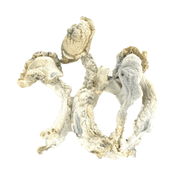FF8CB8B1-B106-46B5-8567-5325A1CABE40.png True Albino Teacher Psilocybe Cubensis (TAT) - Image 1