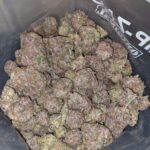 Packman Peachy Nerdz