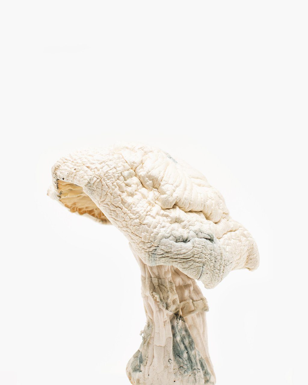 Origin-albinoavery-1.jpg Avery Albino Magic Mushroom - Image 1
