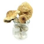 Psilocybe cyanescens