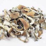 Albino Magic Mushroom