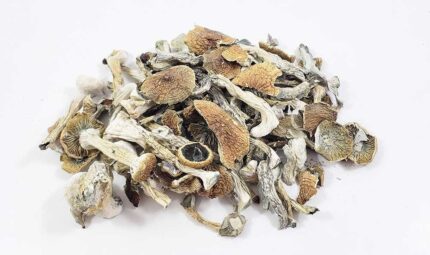 Albino Magic Mushroom