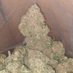 Packman mystery OG