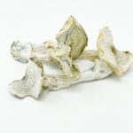 Albino A+ Magic Mushroom