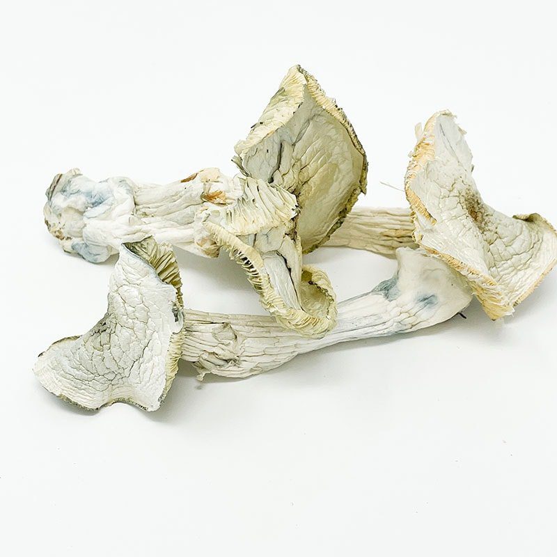 psy12.jpg Albino A+ Magic Mushroom - Image 1