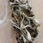 Psilocybe Azurescens